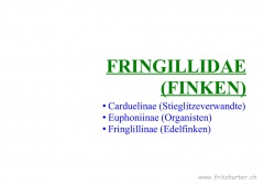 Fringillidae (Finken)